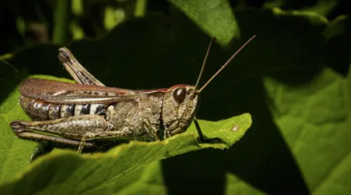 Locust neurons detect PFAS at environmentally relevant levels, pointing to portable sensors
