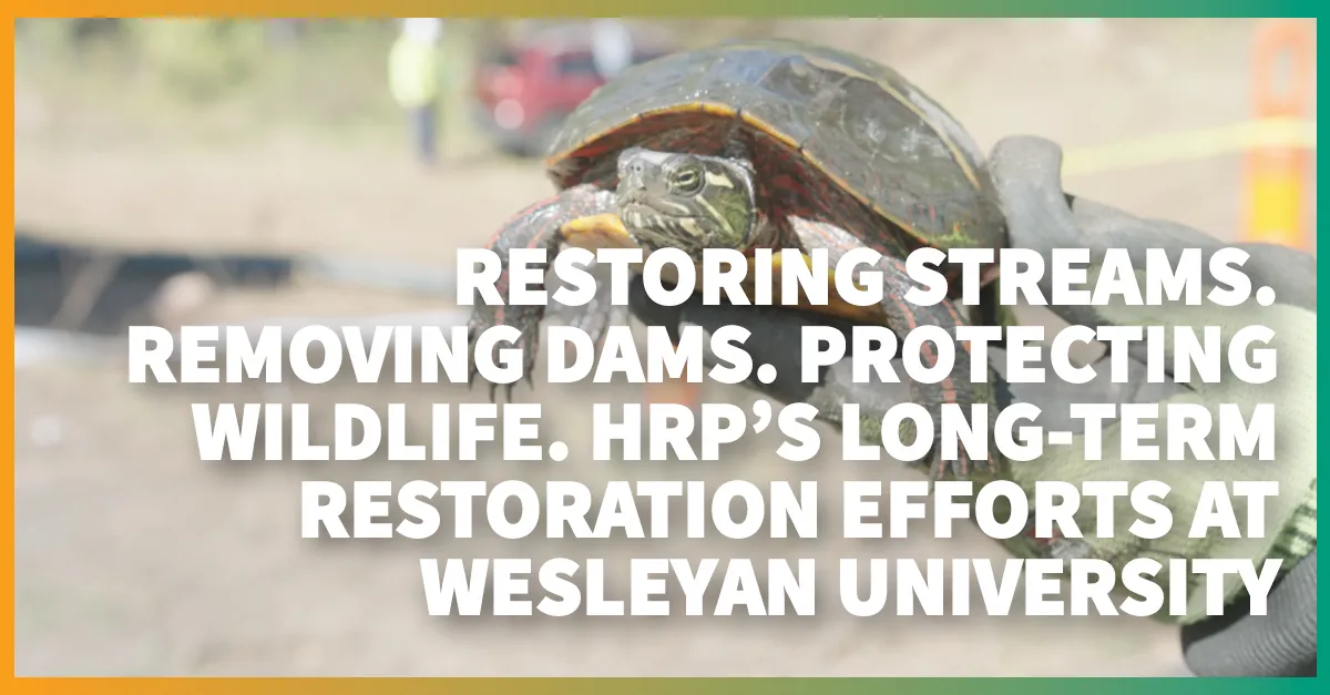 Restoring Streams, Filling Ponds, Removing Dams, and Saving Some Turtles: HRP&rsquo;s Long-Term Restoration Efforts at Wesleyan University