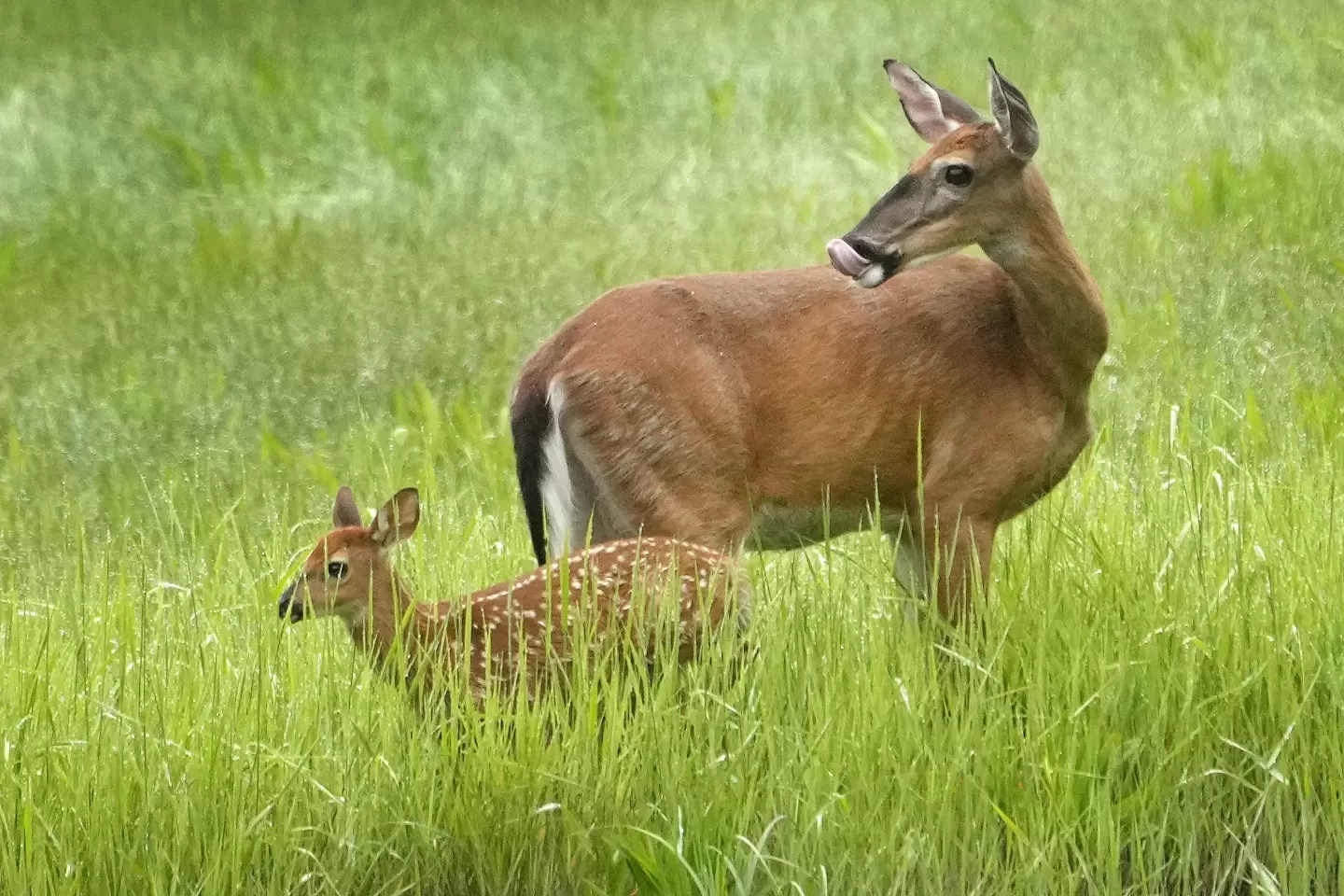 Maine asks hunters to avoid eating deer, turkey in some areas because of PFAS contamination