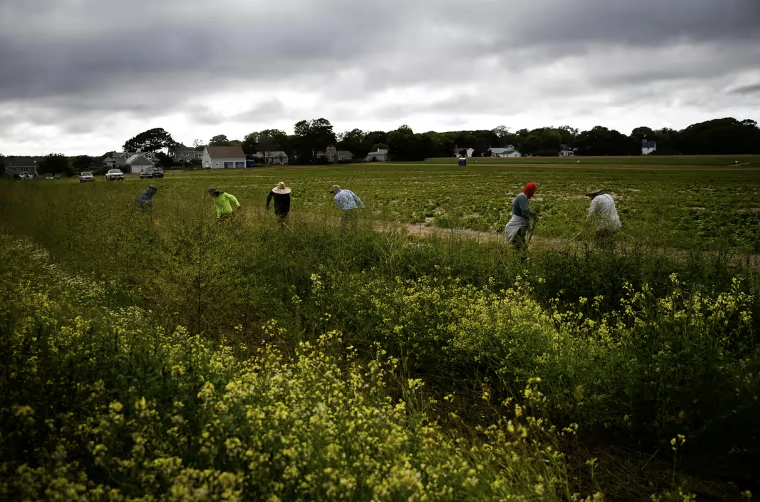 Trump administration yanks $15m in research into Pfas on US farms